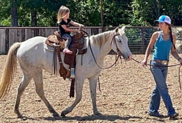 "Bubbles" Grey Mare Quarter Pony