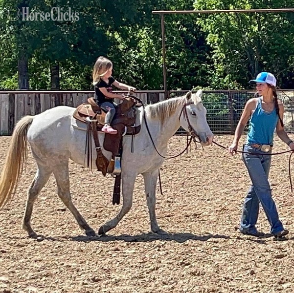 "Bubbles" Grey Mare Quarter Pony