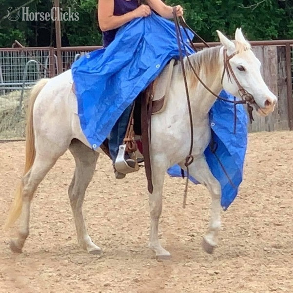 "Bubbles" Grey Mare Quarter Pony