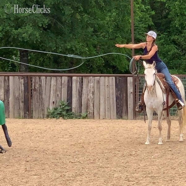 "Bubbles" Grey Mare Quarter Pony