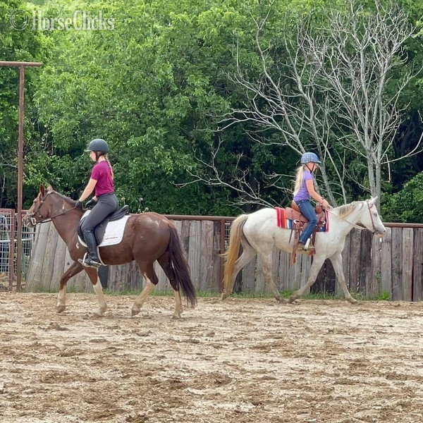 "Bubbles" Grey Mare Quarter Pony