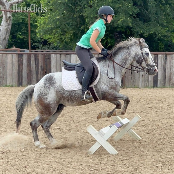 "Neti" Blue Roan Gelding POA