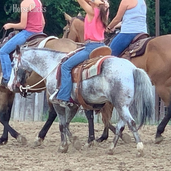 "Neti" Blue Roan Gelding POA
