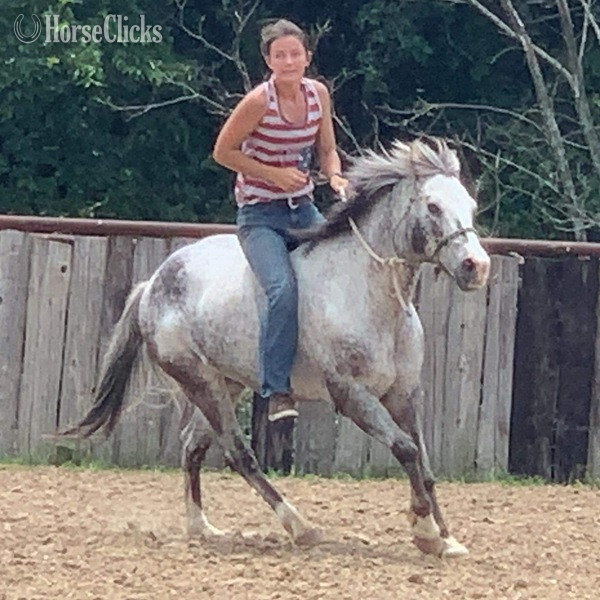 "Neti" Blue Roan Gelding POA