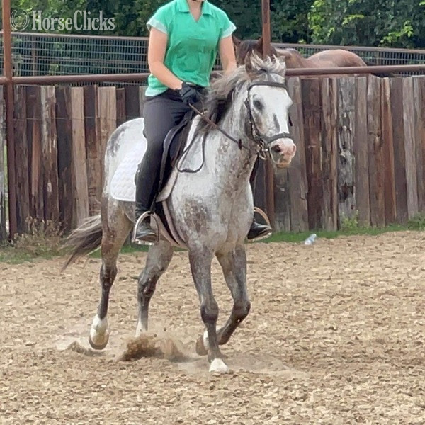 "Neti" Blue Roan Gelding POA