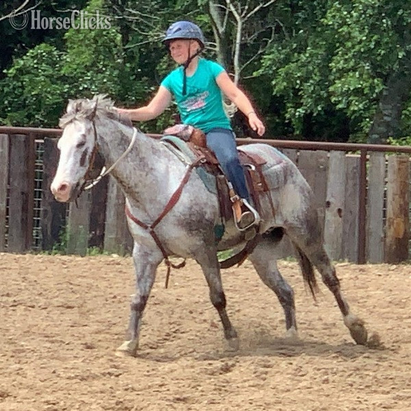 "Neti" Blue Roan Gelding POA