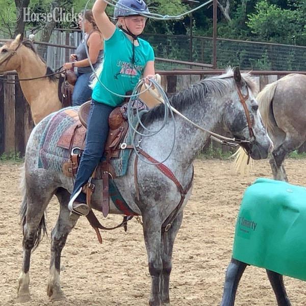"Neti" Blue Roan Gelding POA
