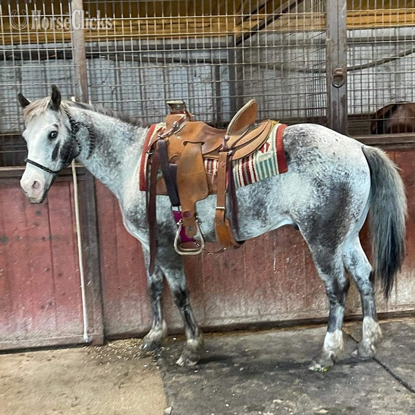 "Neti" Blue Roan Gelding POA