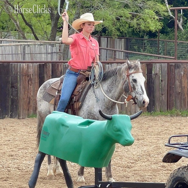 "Neti" Blue Roan Gelding POA
