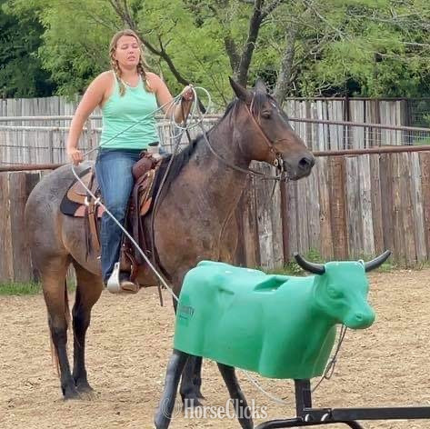 "BJ" Bay Roan Gelding Quarter Horse