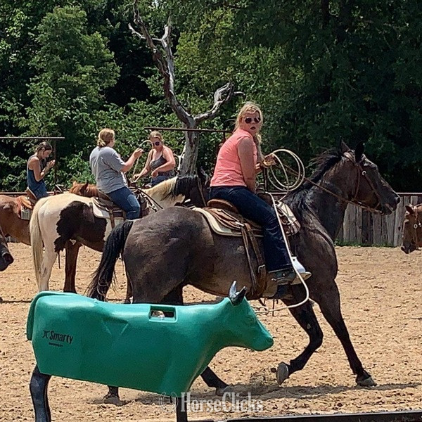 "BJ" Bay Roan Gelding Quarter Horse