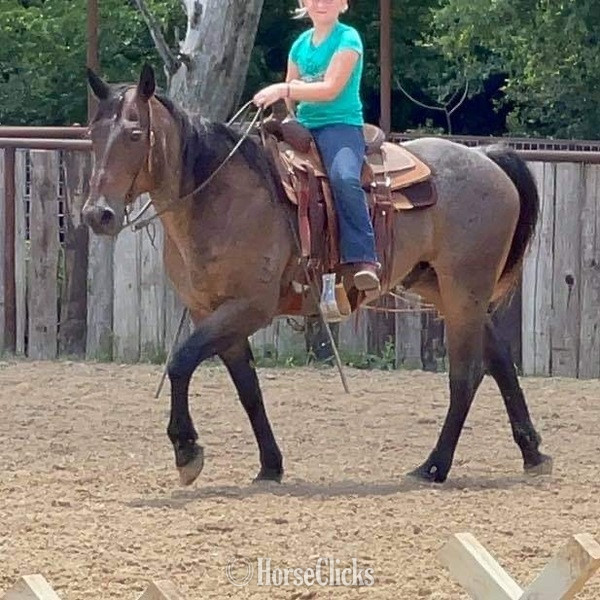 "BJ" Bay Roan Gelding Quarter Horse