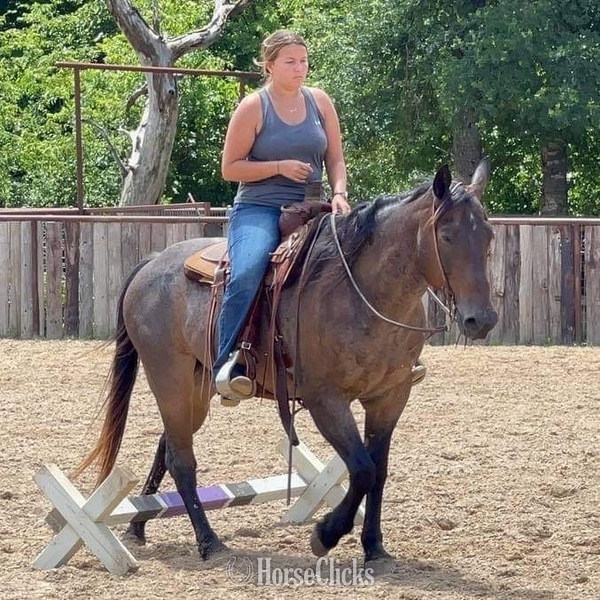 "BJ" Bay Roan Gelding Quarter Horse