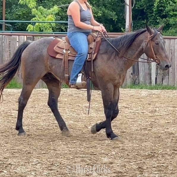 "BJ" Bay Roan Gelding Quarter Horse