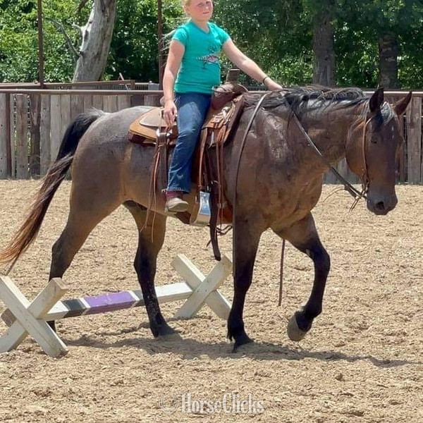 "BJ" Bay Roan Gelding Quarter Horse