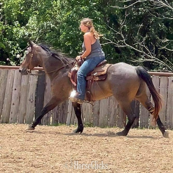 "BJ" Bay Roan Gelding Quarter Horse