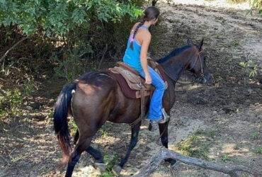 "Zephyr" Black Gelding Thoroughbred