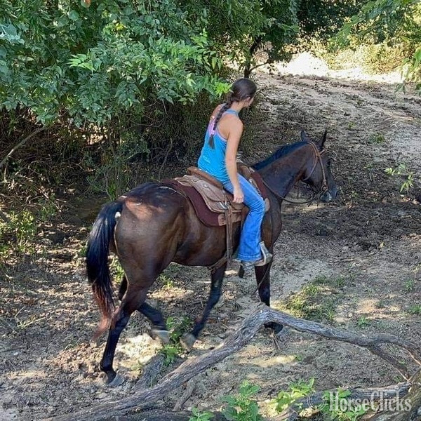 "Zephyr" Black Gelding Thoroughbred