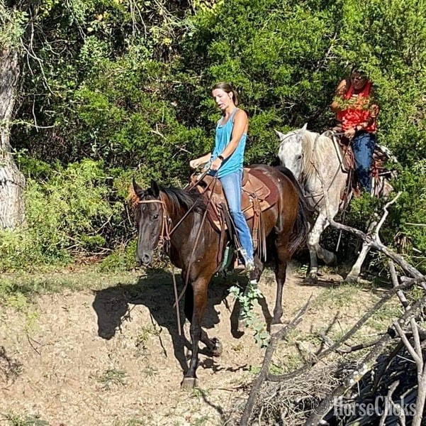 "Zephyr" Black Gelding Thoroughbred