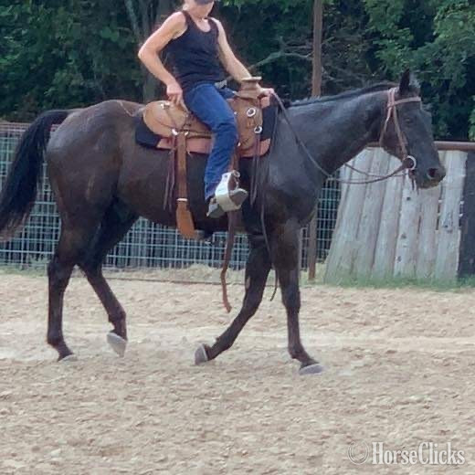 "Zephyr" Black Gelding Thoroughbred