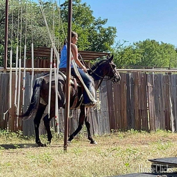"Zephyr" Black Gelding Thoroughbred