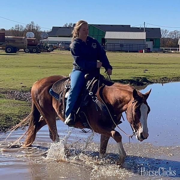 "John Wayne" Sorrel Gelding Pony