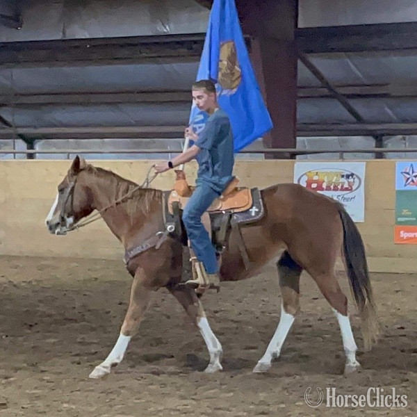 "John Wayne" Sorrel Gelding Pony