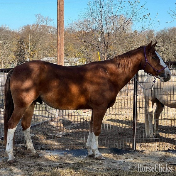 "John Wayne" Sorrel Gelding Pony