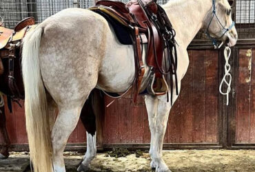 "Griff" Palomino Gelding Quarter Horse