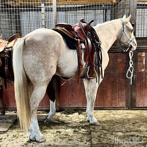 "Griff" Palomino Gelding Quarter Horse