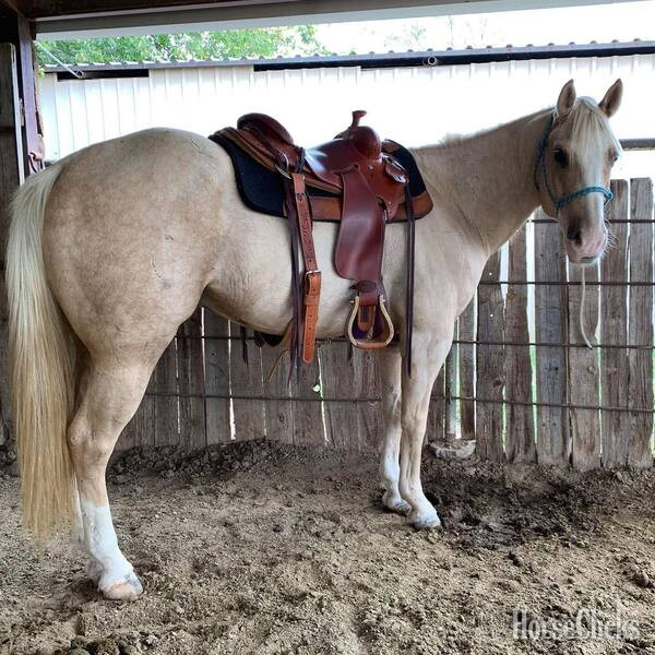 "Griff" Palomino Gelding Quarter Horse