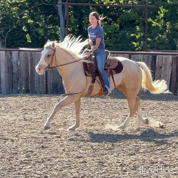 "Griff" Palomino Gelding Quarter Horse
