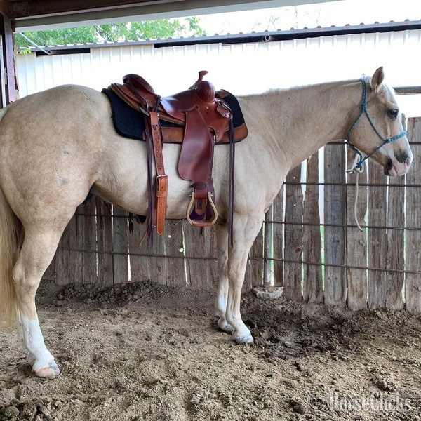 "Griff" Palomino Gelding Quarter Horse