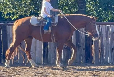 "Zoey" Sorrel Mare Quarter Horse