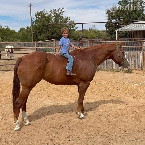 "Zoey" Sorrel Mare Quarter Horse
