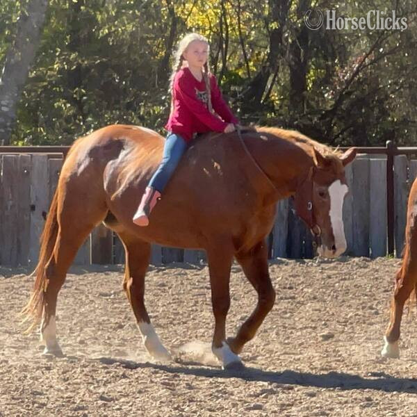 "Zoey" Sorrel Mare Quarter Horse