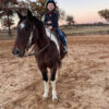 "Pinball" Bay Gelding Paint
