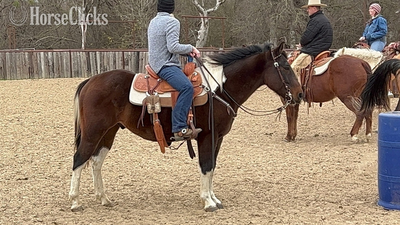 "Pinball" Bay Gelding Paint
