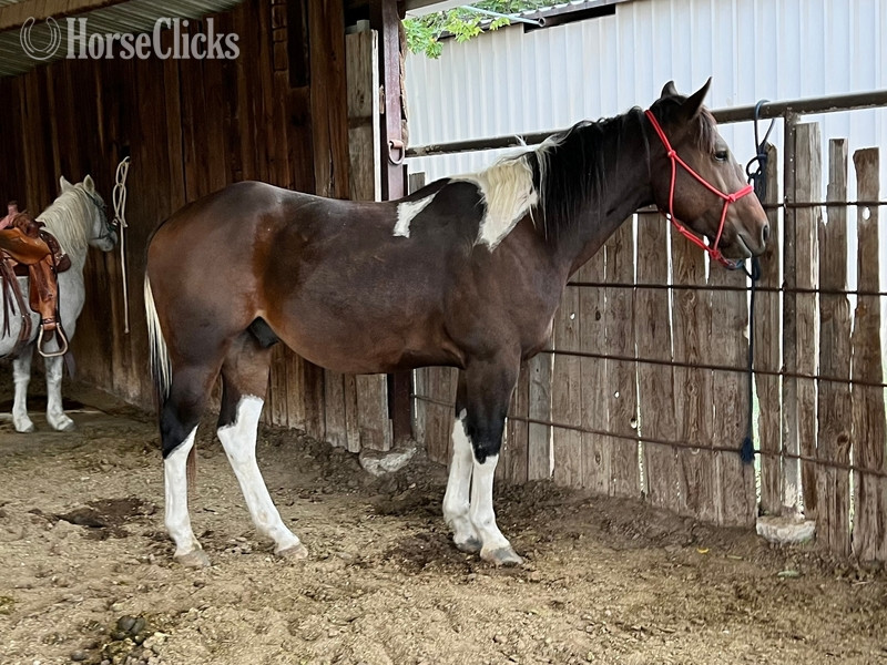 "Pinball" Bay Gelding Paint