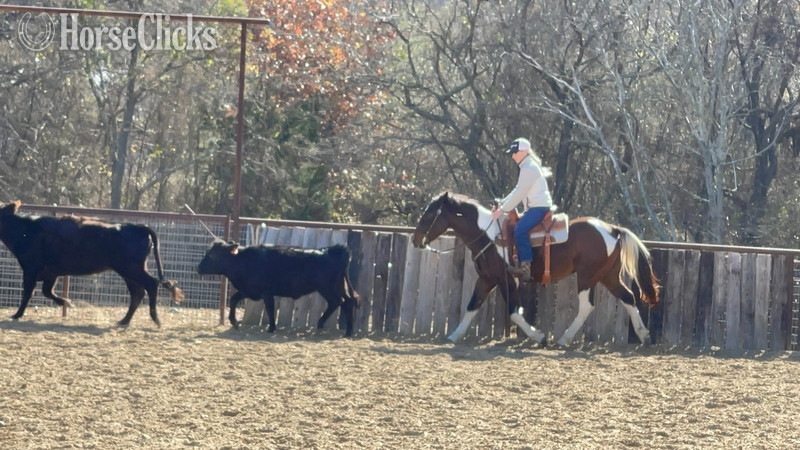 "Pinball" Bay Gelding Paint