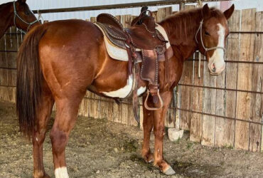 "Eyeore" Sorrel Gelding Quarter Pony