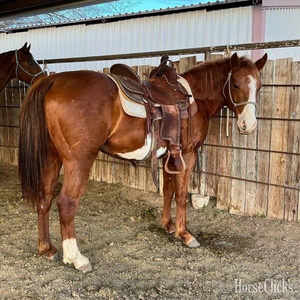 "Eyeore" Sorrel Gelding Quarter Pony