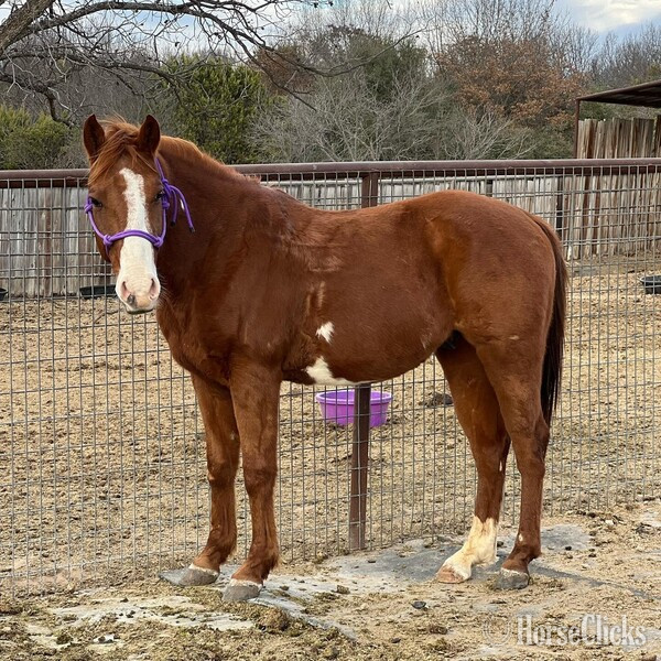 "Eyeore" Sorrel Gelding Quarter Pony