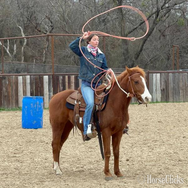 "Eyeore" Sorrel Gelding Quarter Pony
