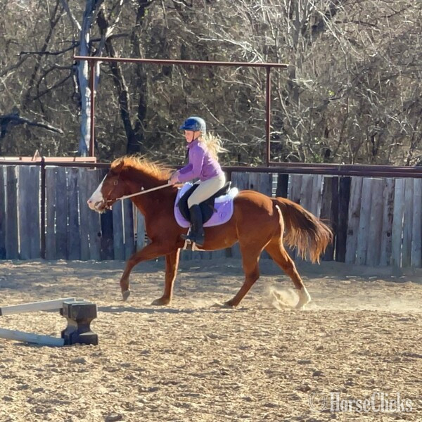 "Eyeore" Sorrel Gelding Quarter Pony
