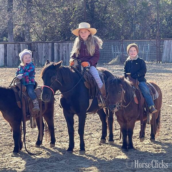 "Cami" Bay Roan Mare Pony