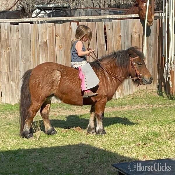 "Cami" Bay Roan Mare Pony