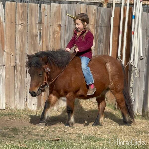 "Cami" Bay Roan Mare Pony