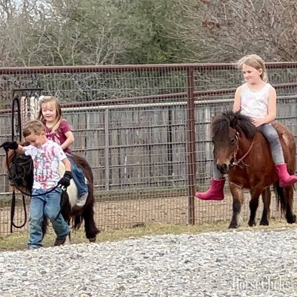 "Cami" Bay Roan Mare Pony