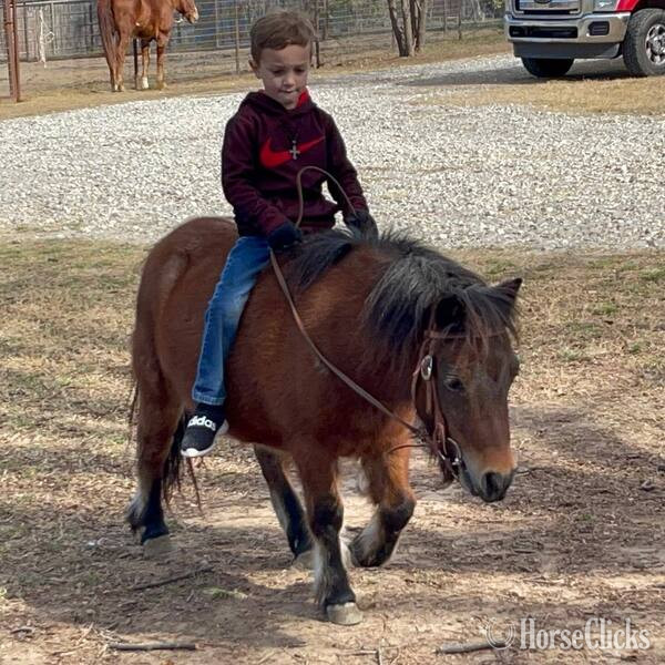 "Cami" Bay Roan Mare Pony